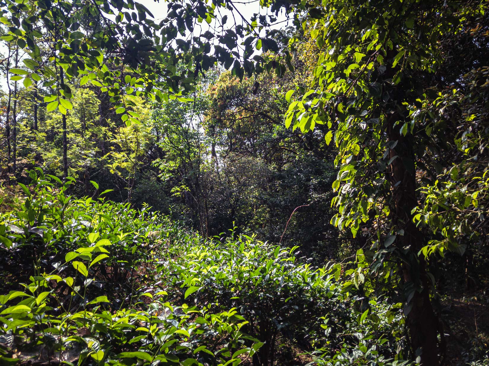 Ein Gewürz-, Tee- und Kaffeegarten, ein wahres Paradies der Biodiversität in den Bergen der westlichen Ghats in Karnataka